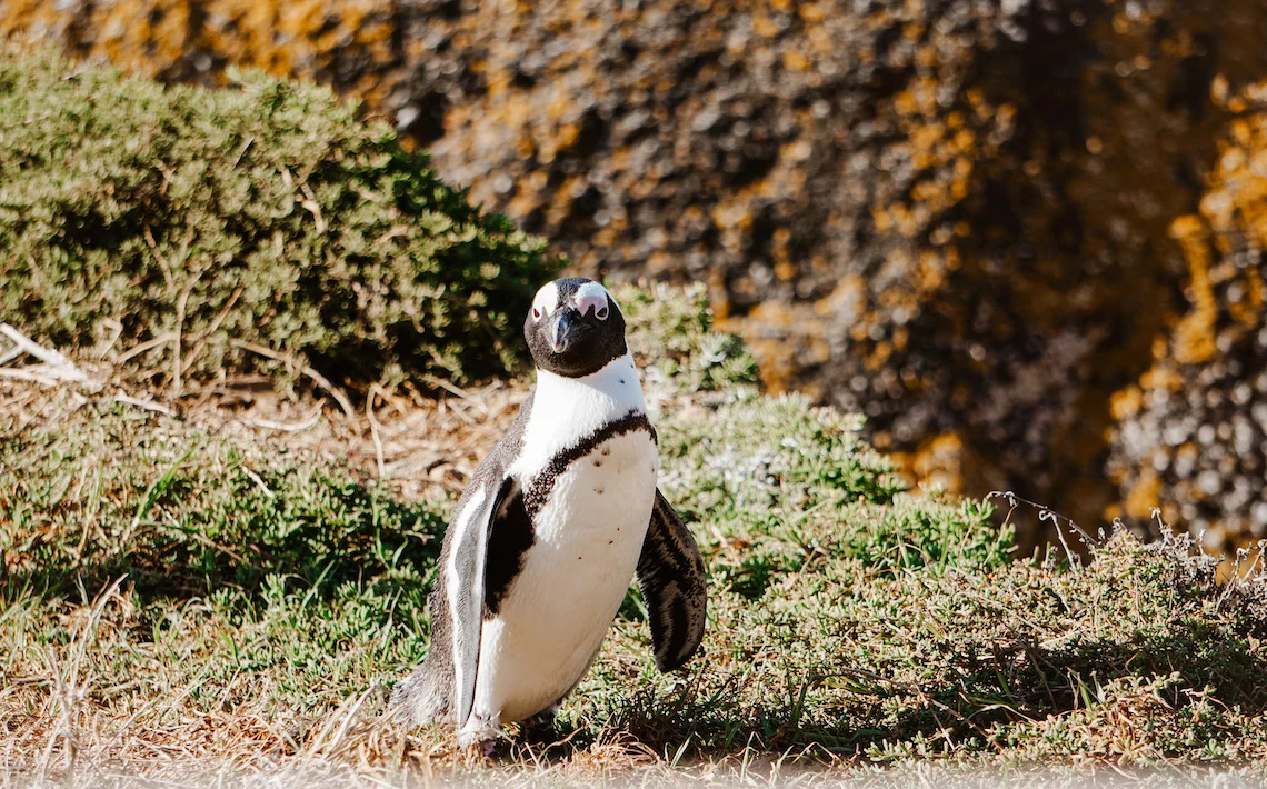 Suedafrika-Garden-Route-Penguin