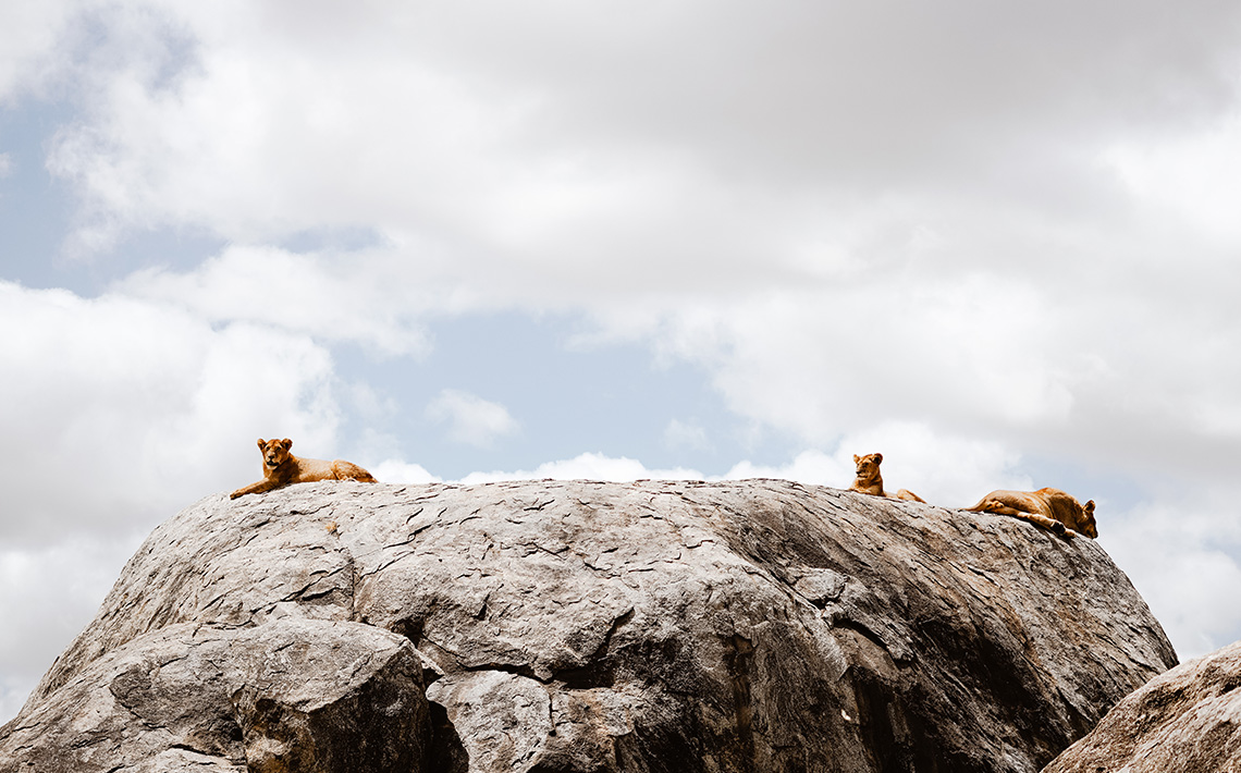 VA_Tansania_Safari_01