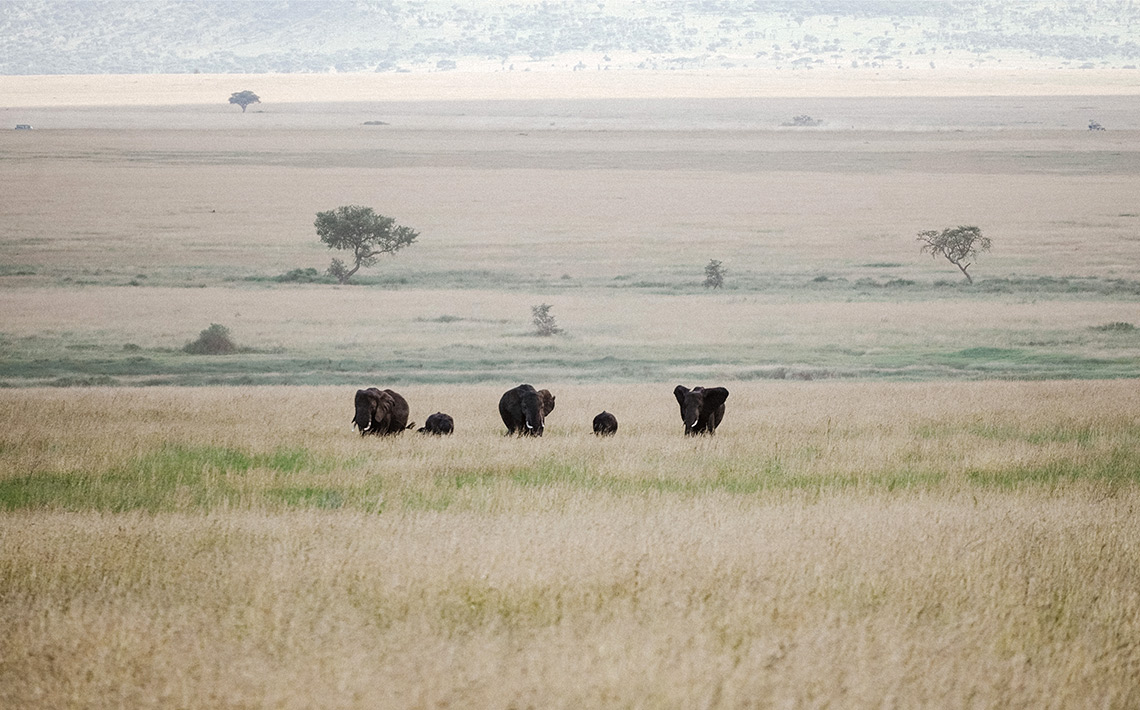 VA_Tansania_Safari_02