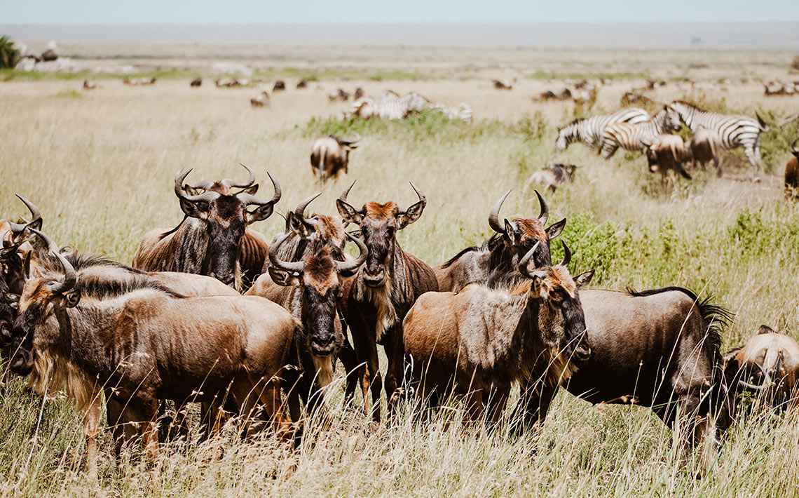 VA_Tansania_Safari_03