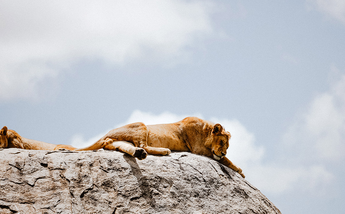 VA_Tansania_Safari_04