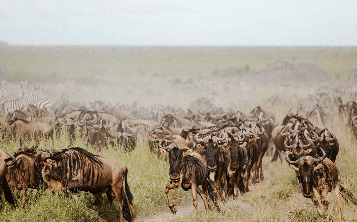 VA_Tansania_Safari_08