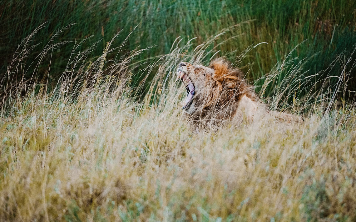 VA_Tansania_Safari_09