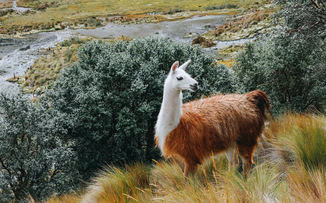 Ecuador-Cajas-Panorama-01